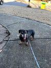 Bubba (Bonded with Molly4)
