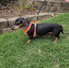 Bubba (Bonded with Molly4)