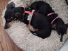 Bubba (Bonded with Molly4)
