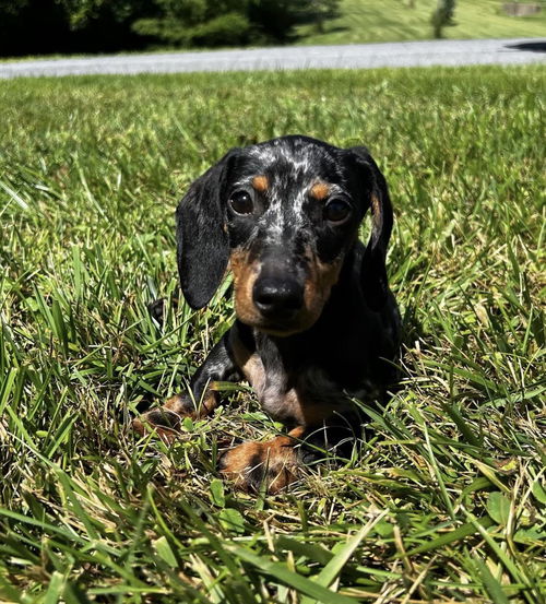 Dottie Rose