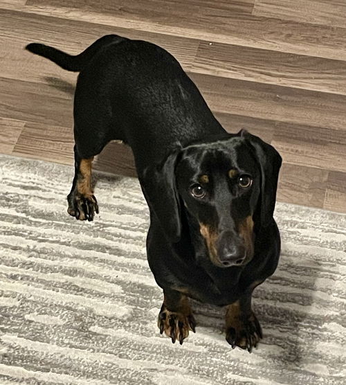 Max9