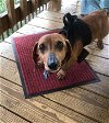 adoptable Dog in silver spring, MD named Rufus4 (Bonded with Daisy8)