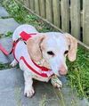 Daisy8 (Bonded with Rufus4)