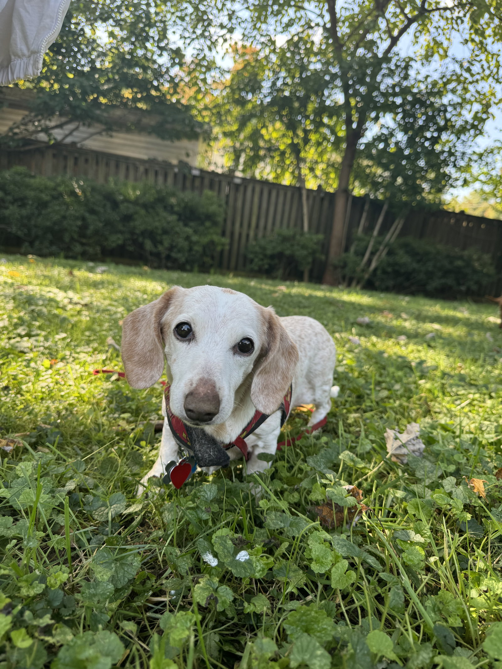Little Paws Dachshund Rescue