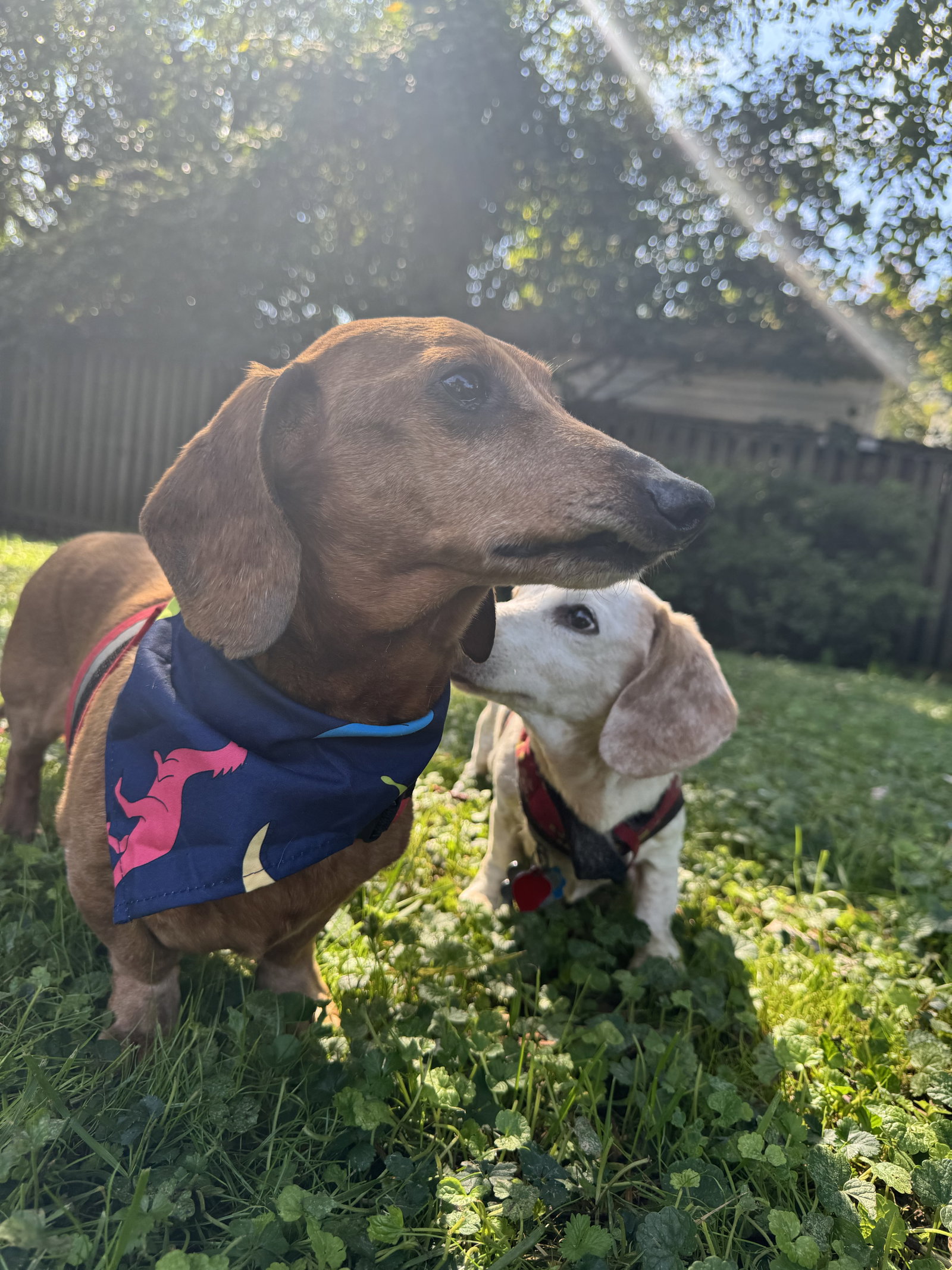 Little Paws Dachshund Rescue