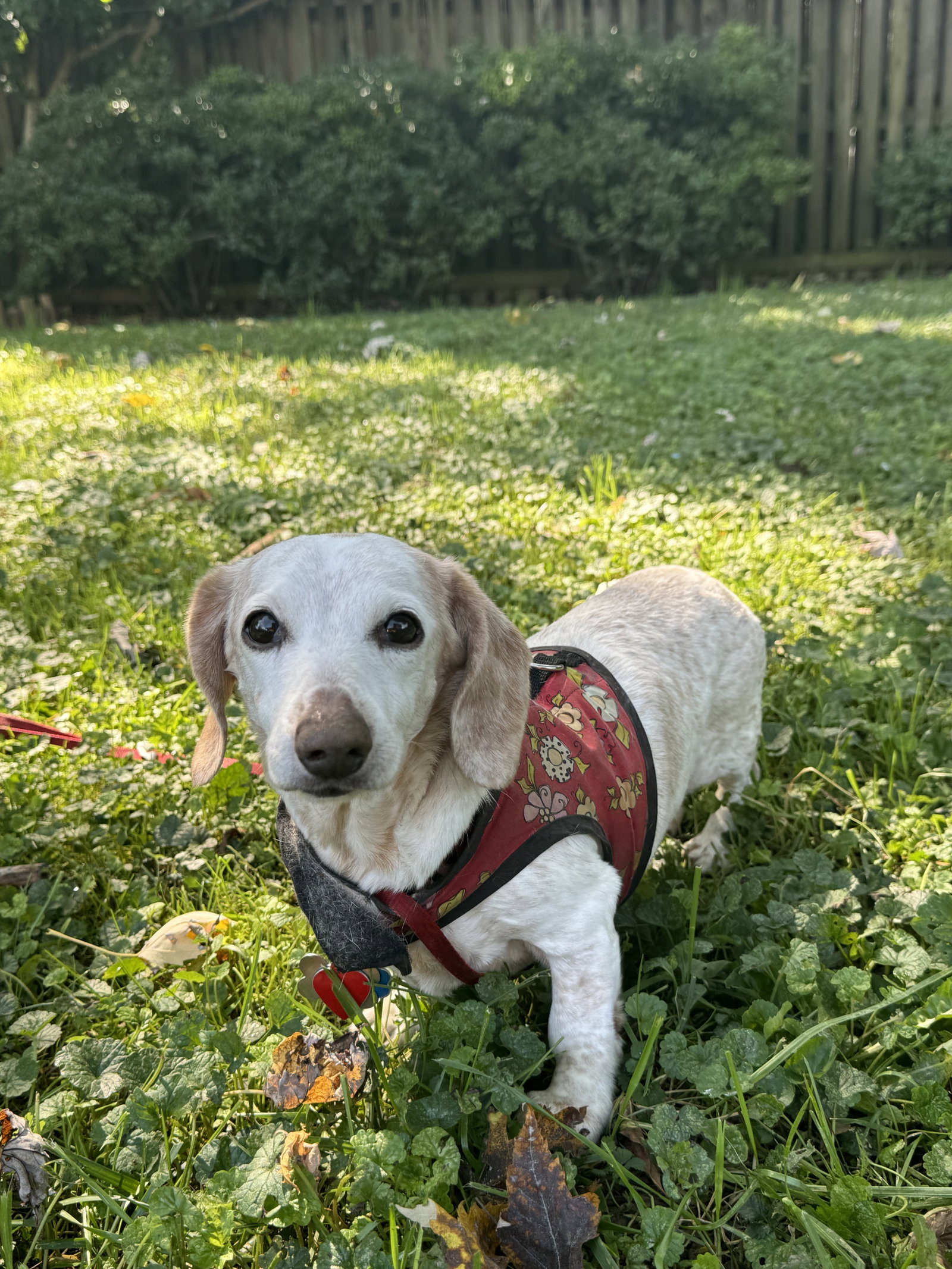 Little Paws Dachshund Rescue