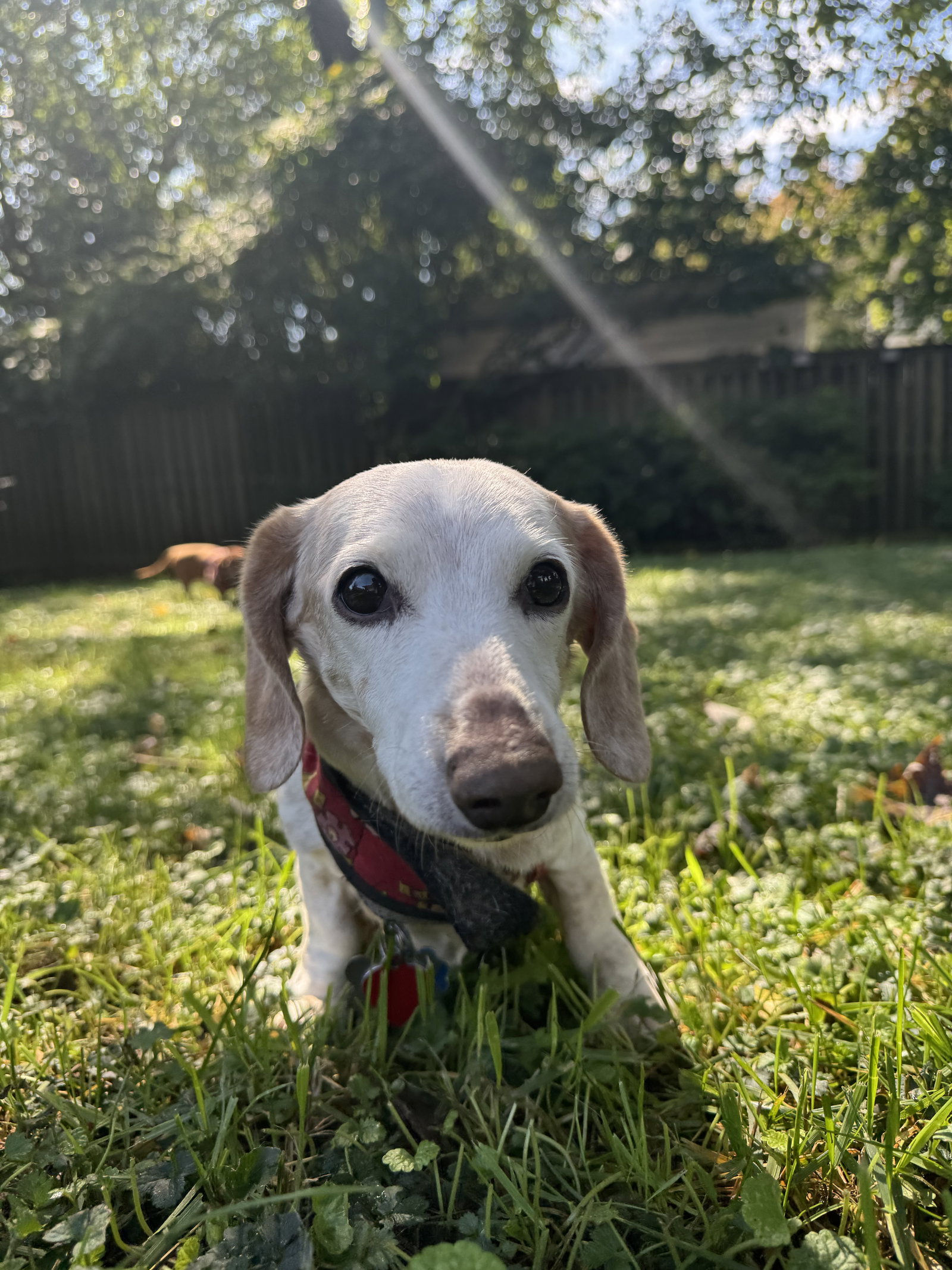 Little Paws Dachshund Rescue
