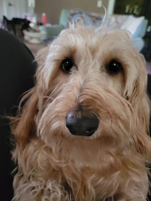 Chewie
