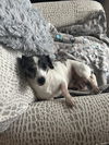 Sparky3