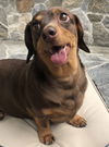 Roux