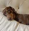 Roux