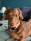 Roux
