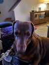 Roux