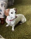 Elsie