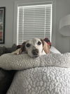 Elsie