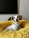 Elsie