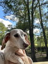 Elsie