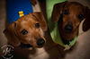 Bandit5 (bonded with Smokey3)