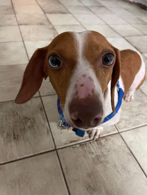 Woody2