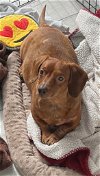 adoptable Dog in atlanta, LA named Jojo