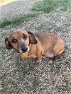 adoptable Dog in , NC named Duchess3 (Bonded with Oscar16)