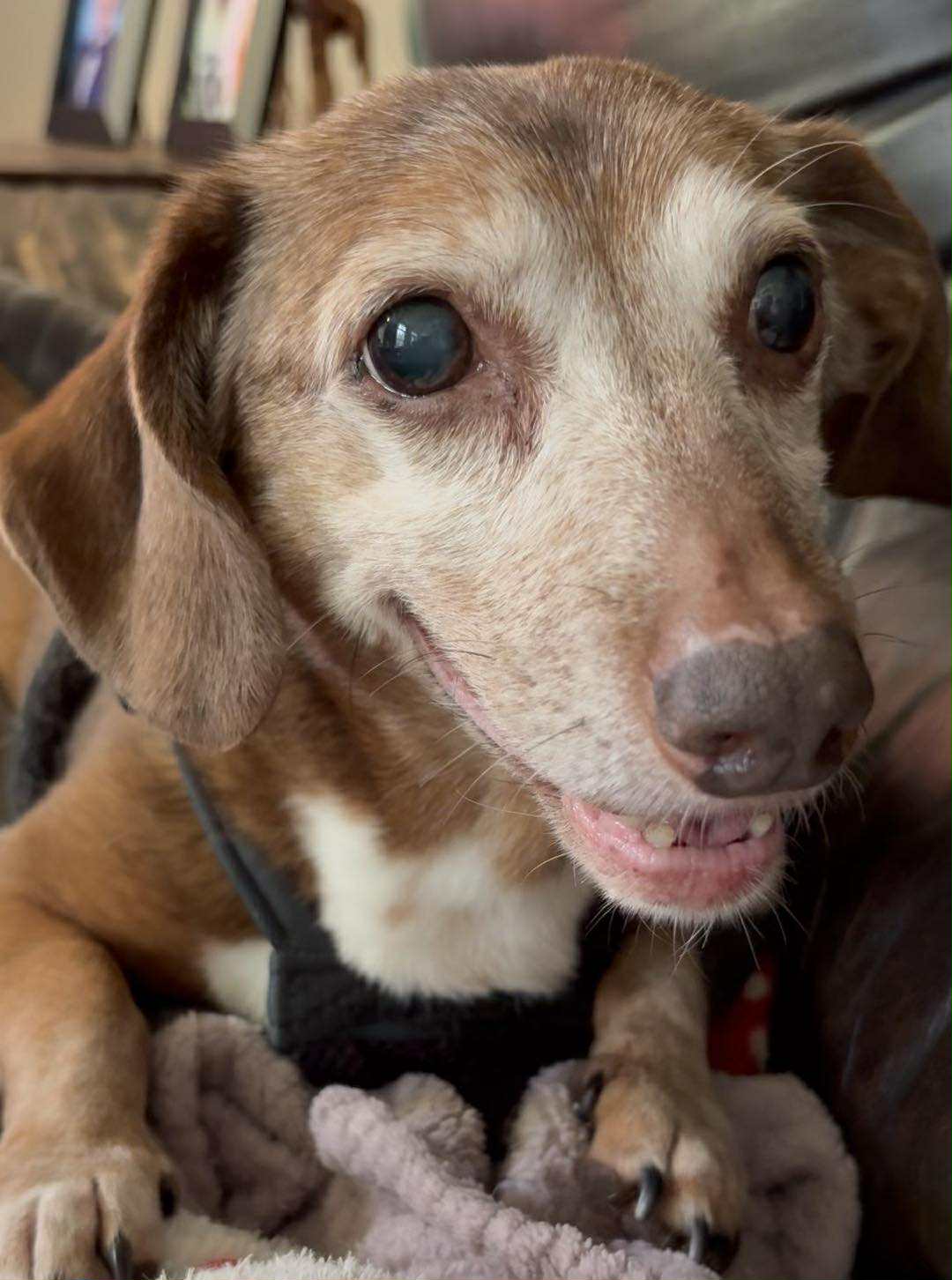 adoptable Dog in Charlotte, NC named Albert3
