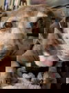 Albert3