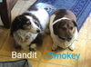 Bandit6 (bonded with Smokey4)