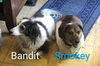 Bandit6 (bonded with Smokey4)