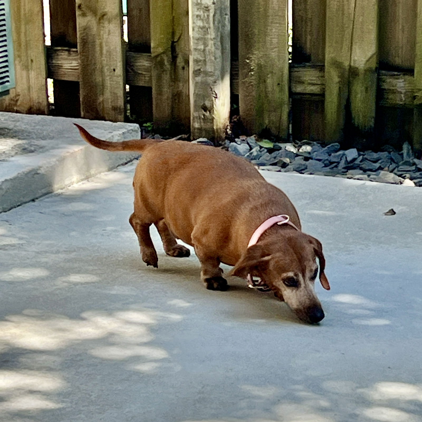 adoptable Dog in Brookfield, CT named Daisy12