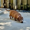 adoptable Dog in Miami, FL named Daisy12