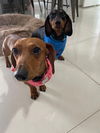 Honey5 (Bonded with Charlie10)