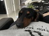 Charlie10 (Bonded with Honey5)