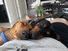 Charlie10 (Bonded with Honey5)