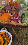 Prinz - Photo 2