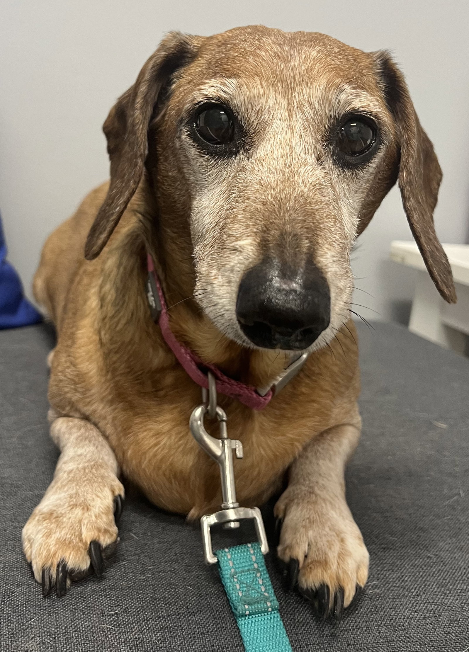 Little Paws Dachshund Rescue