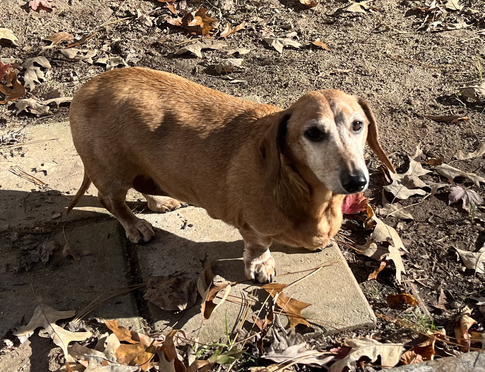 Little Paws Dachshund Rescue