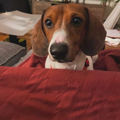 Otto