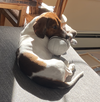Otto