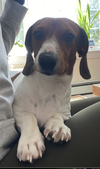 Otto