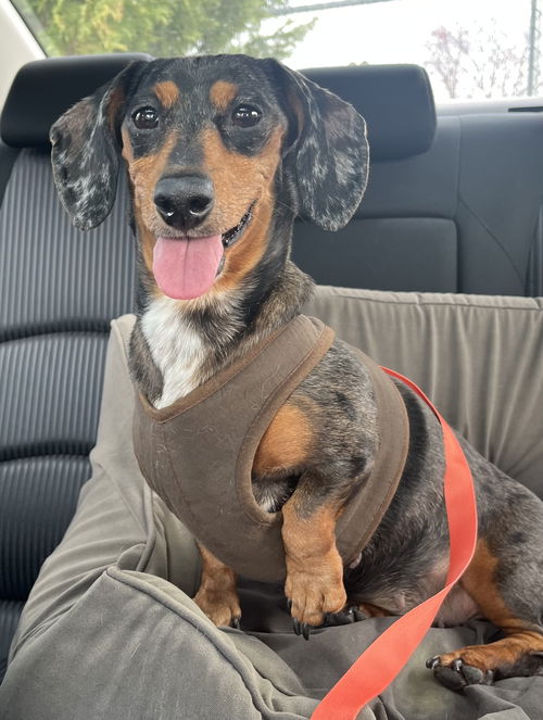 Frankie