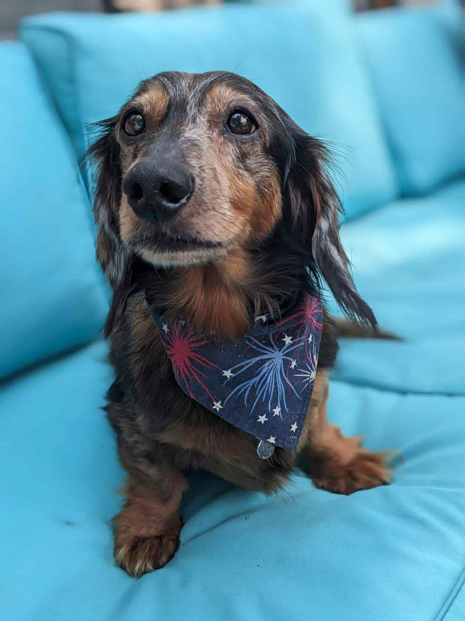 adoptable Dog in Arlington, VA named Dr. Frank-N-Furter