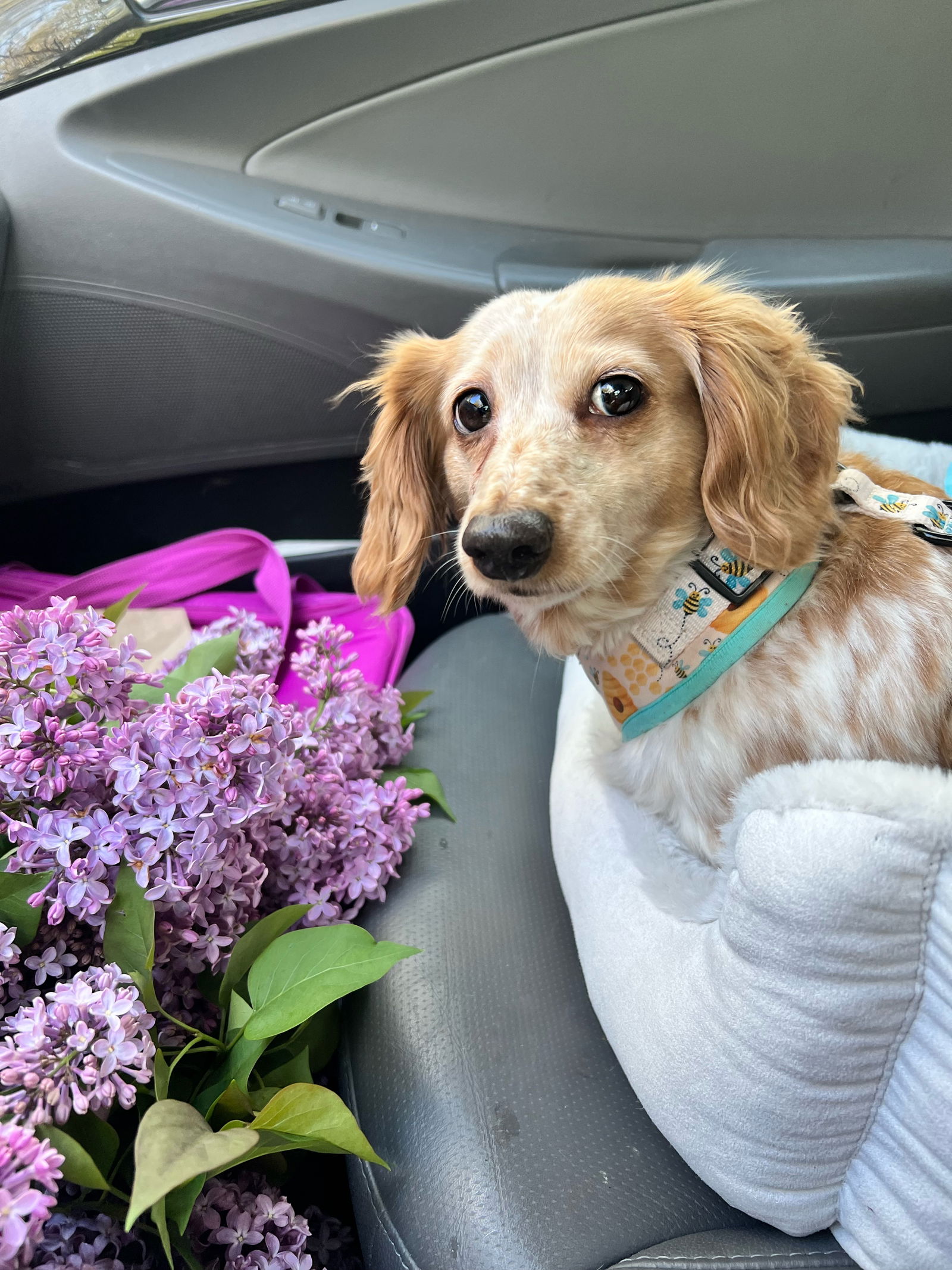 adoptable Dog in Wurtsboro, NY named Lena
