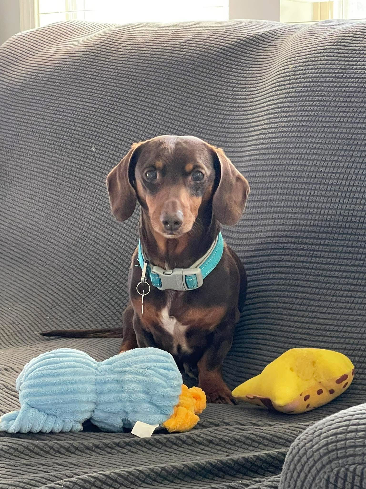 adoptable Dog in Cumming, GA named Landers