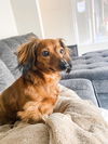 Queenie (Bonded with Charlie13)