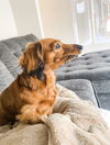 Queenie (Bonded with Charlie13)