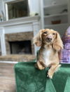 Charlie13 (Bonded with Queenie)