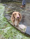 Charlie13 (Bonded with Queenie)