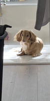 Charlie13 (Bonded with Queenie)