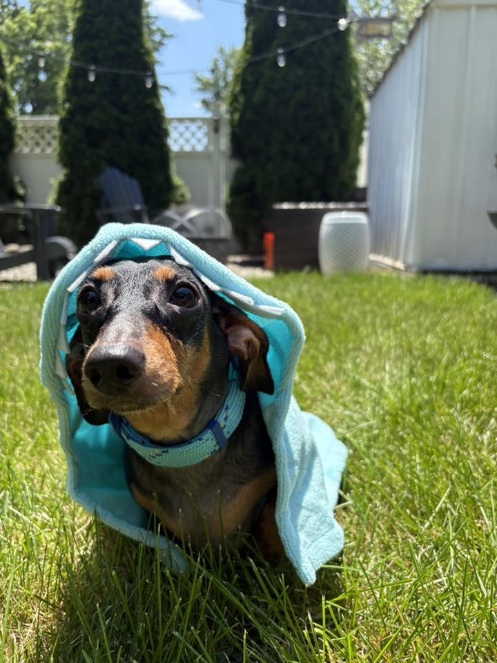 adoptable Dog in Brookfield, CT named Pepper